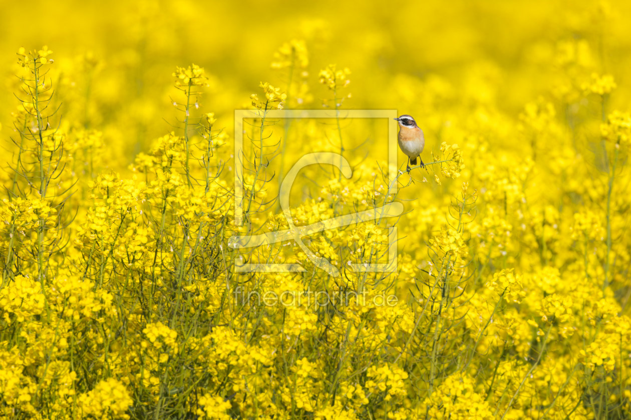 Bild-Nr.: 12916144 Braunkehlchen im blühenden Rapsfeld erstellt von Daniela Beyer