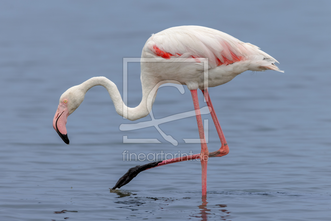 Bild-Nr.: 12916278 Rosaflamingo erstellt von DirkR