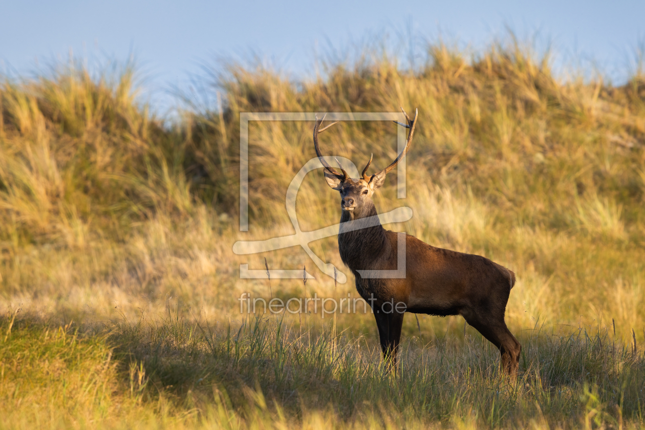 Bild-Nr.: 12916295 Stolzer Hirsch in den Ostseedünen erstellt von Daniela Beyer