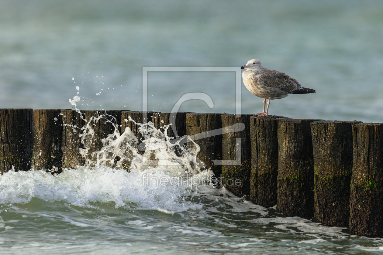 Bild-Nr.: 12916306 Silbermöwe auf Buhnen in der Ostsee erstellt von Daniela Beyer
