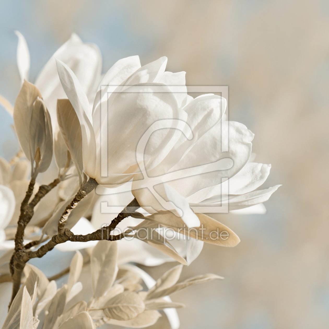 Bild-Nr.: 12916541 Magnolie erstellt von Atteloi