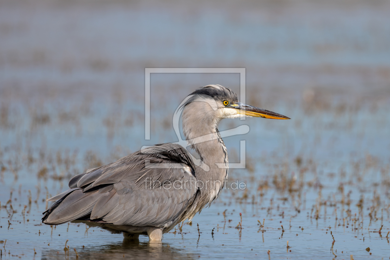Bild-Nr.: 12916582 Graureiher in der Camargue erstellt von DirkR