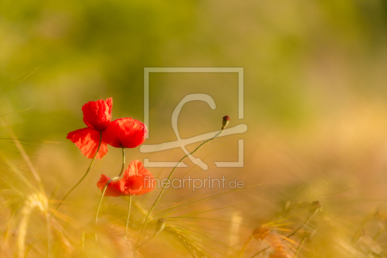 Bild-Nr.: 12916867 Mohnblüten im Sommer erstellt von DirkR