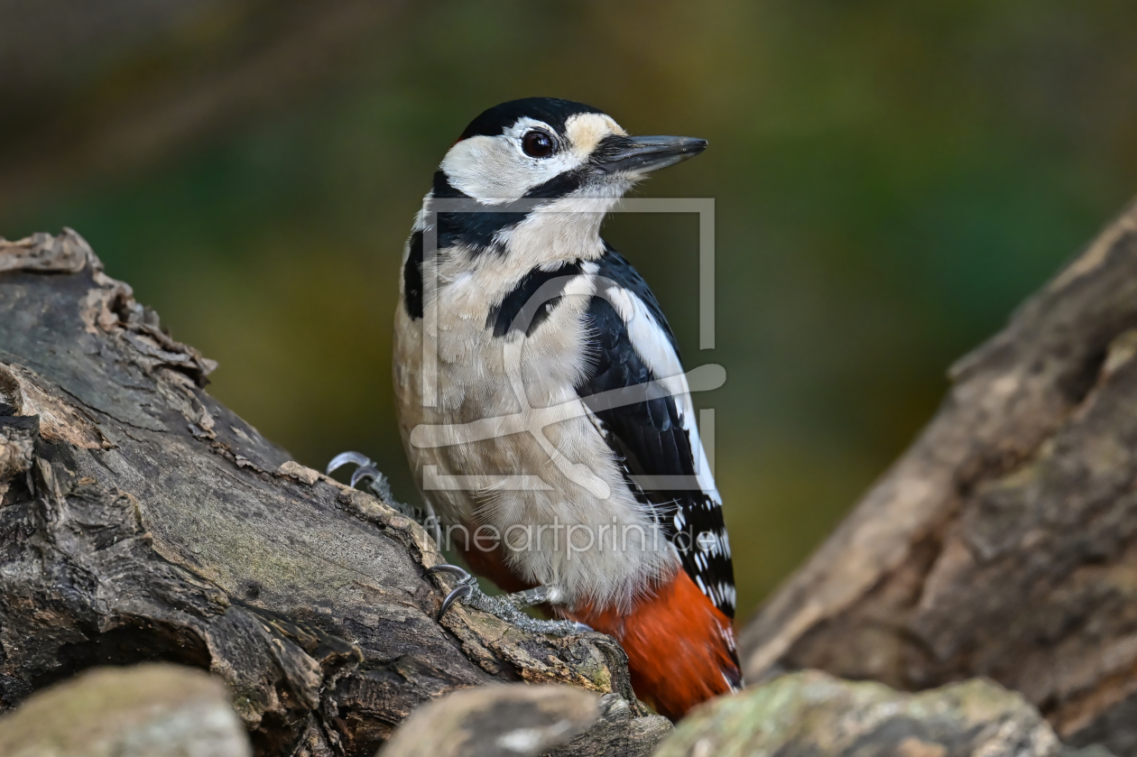 Bild-Nr.: 12916913 Der Buntspecht  erstellt von falconer59
