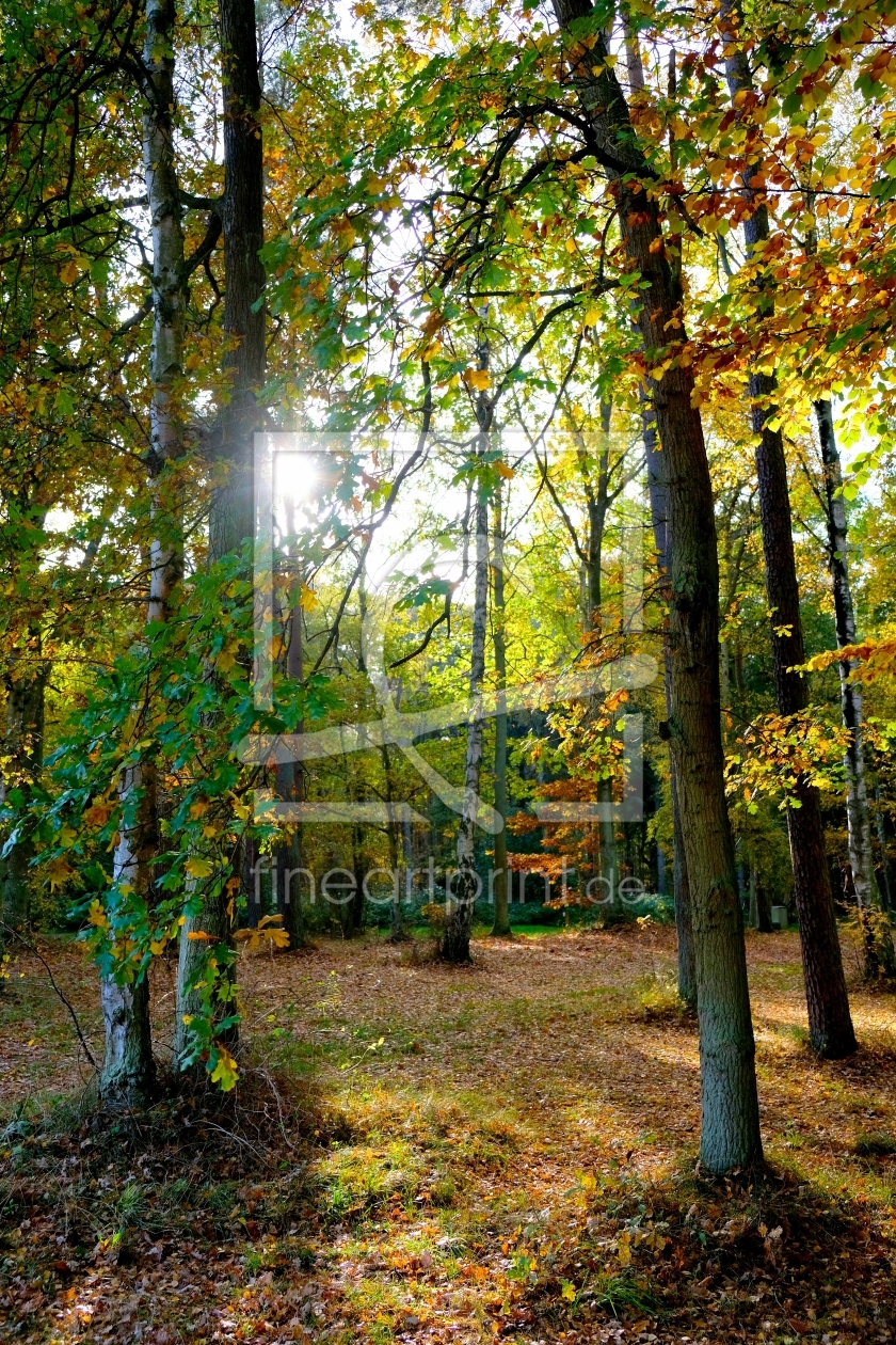 Bild-Nr.: 12917532 Herbst erstellt von Ostseestrand