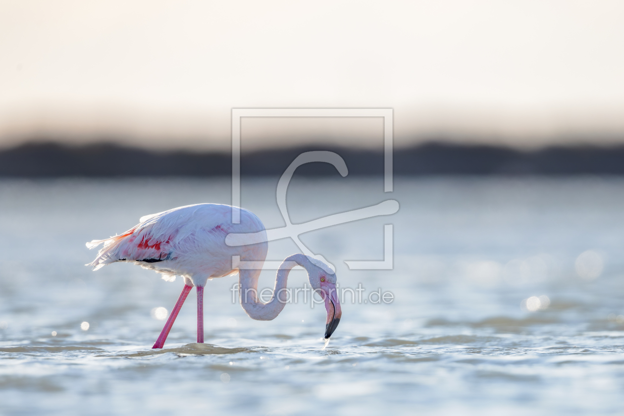 Bild-Nr.: 12917684 Flamingo in der Camargue erstellt von DirkR