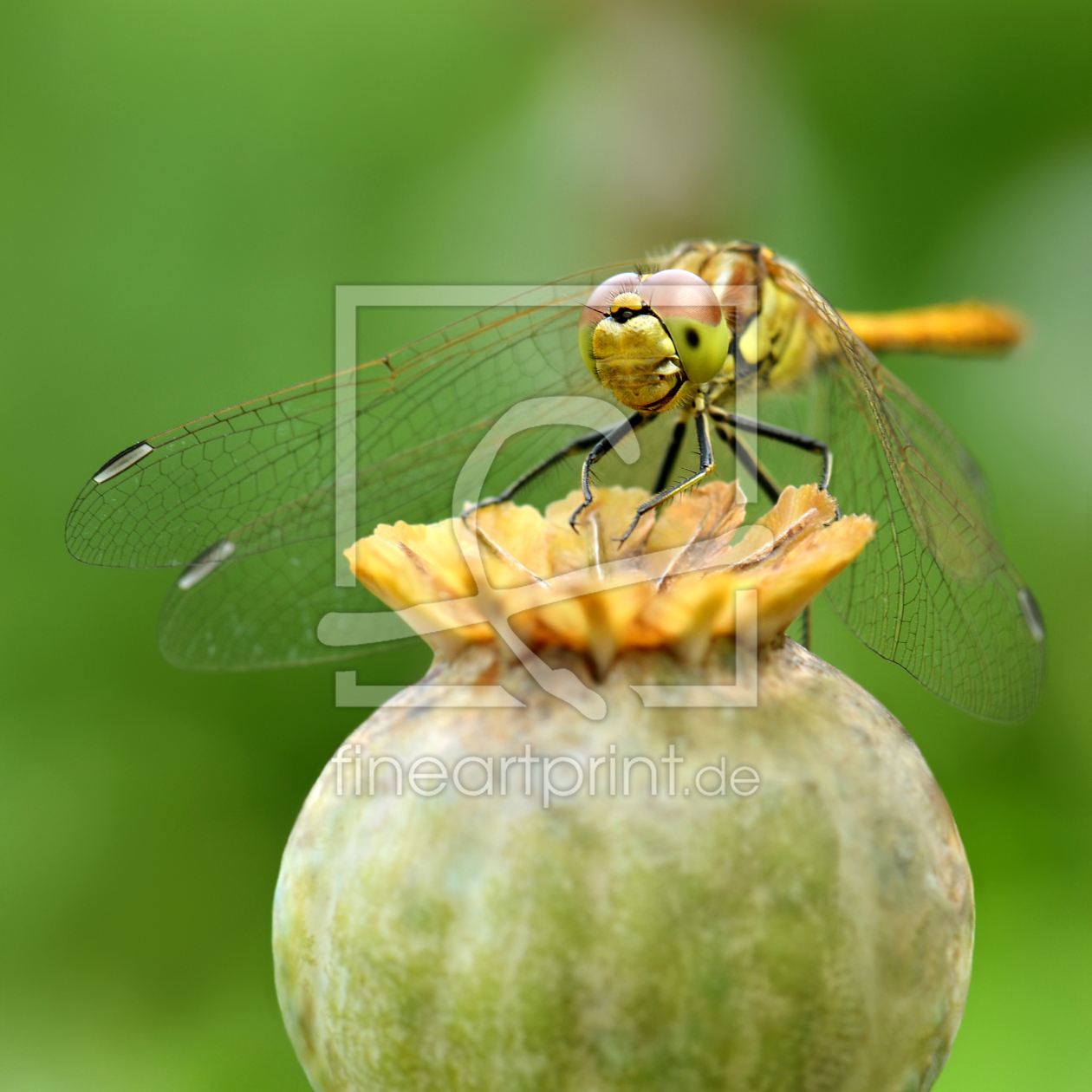 Bild-Nr.: 12917817 Libelle erstellt von Atteloi