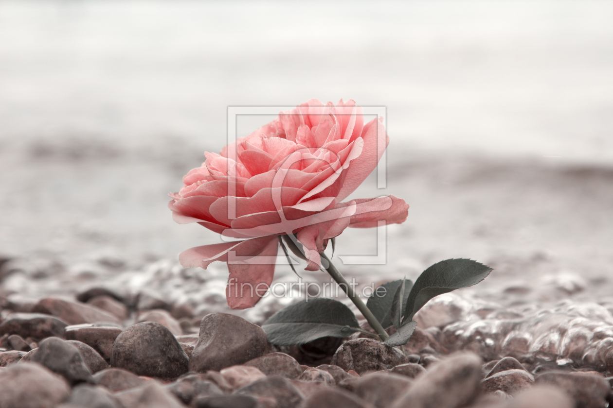 Bild-Nr.: 12917881 Last Rose of Summer II erstellt von SusaZoom