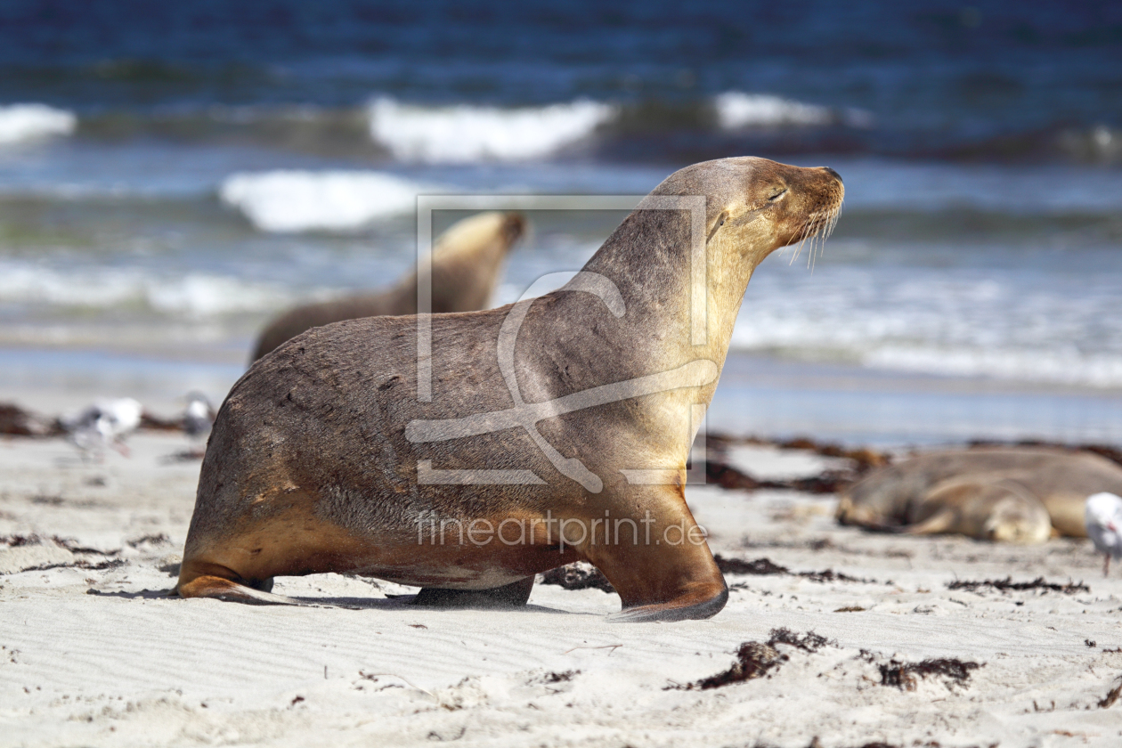 Bild-Nr.: 12918196 Australischer Seelöwe erstellt von DirkR