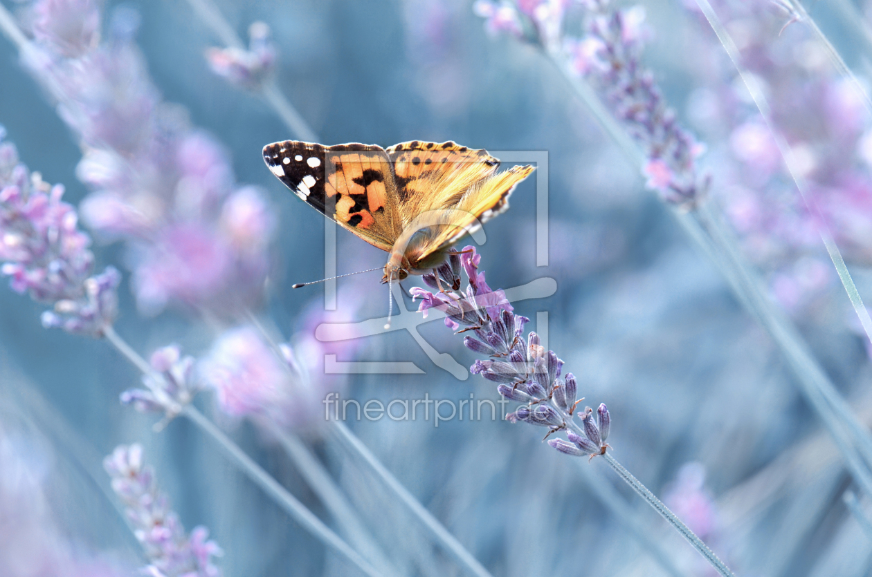 Bild-Nr.: 12918551 Distelfalter erstellt von Atteloi