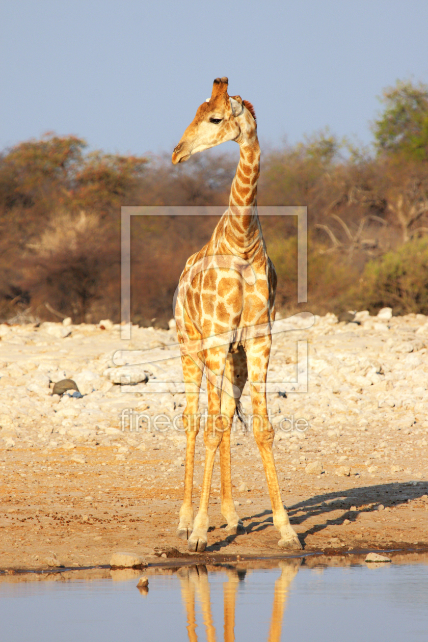 Bild-Nr.: 12918581 Giraffe im Etosha Nationalpark erstellt von DirkR