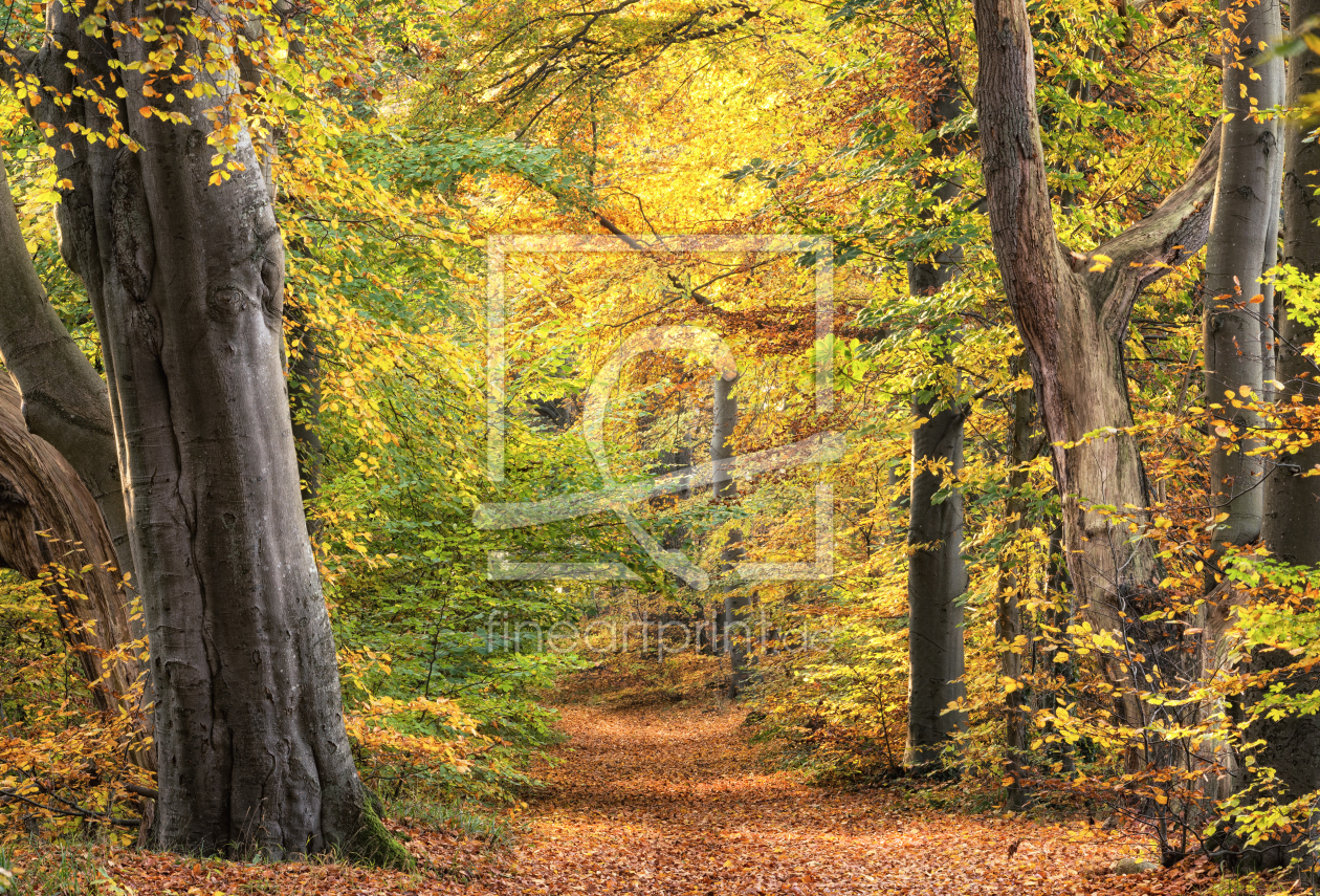 Bild-Nr.: 12918671 Goldweg Kellersee erstellt von Nordbilder