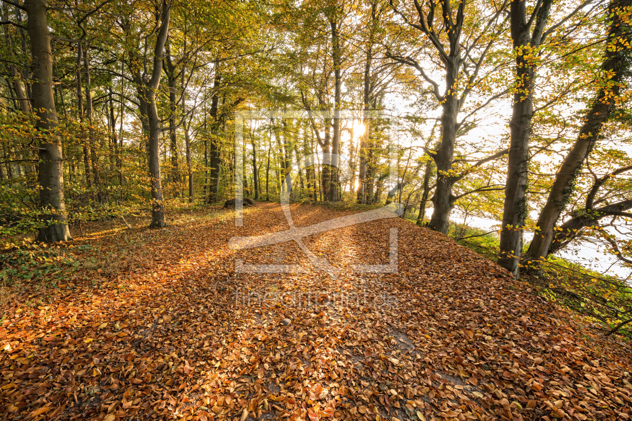 Bild-Nr.: 12918683 Goldweg im Morgenlicht erstellt von Nordbilder