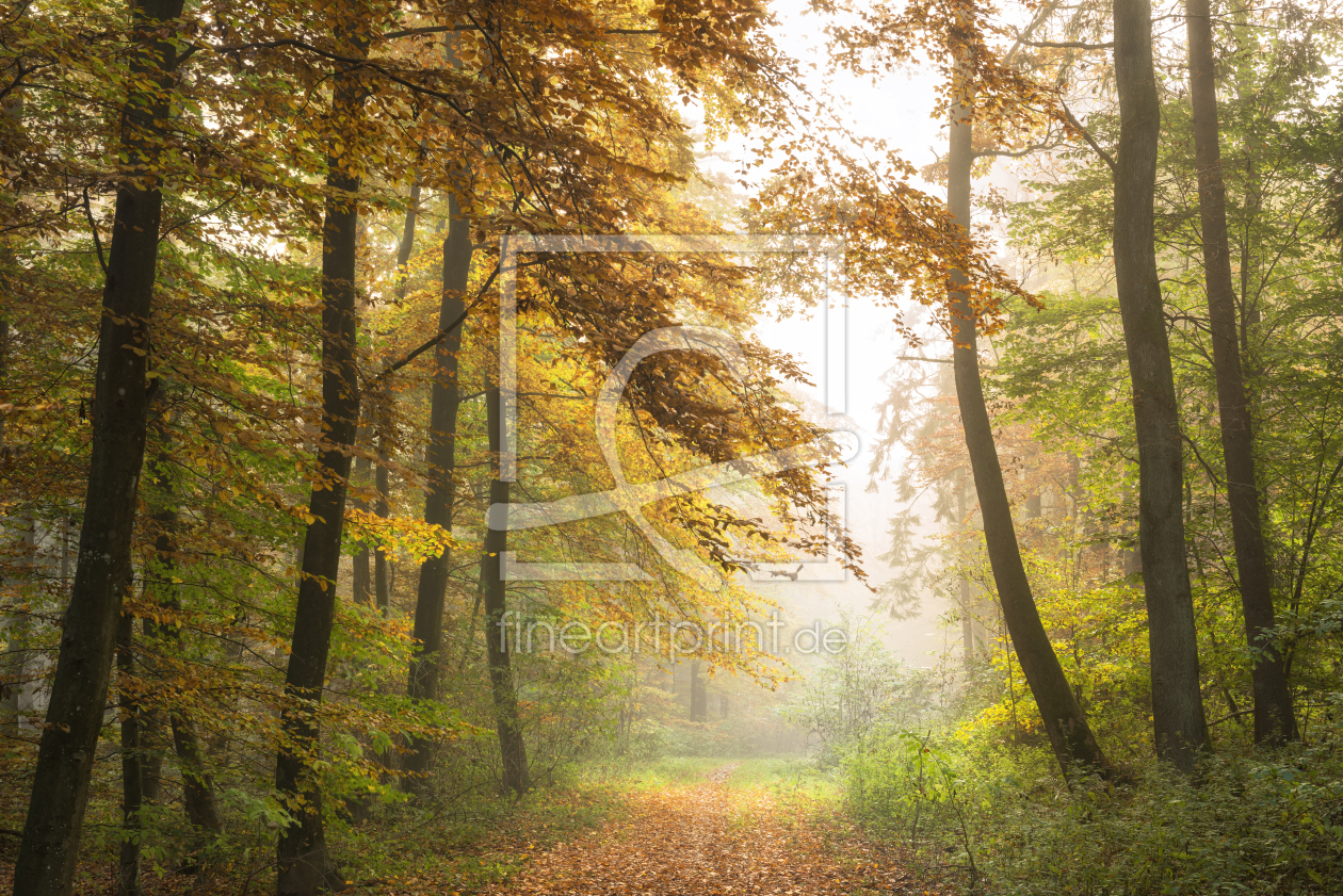 Bild-Nr.: 12918685 Herbstnebel erstellt von Nordbilder