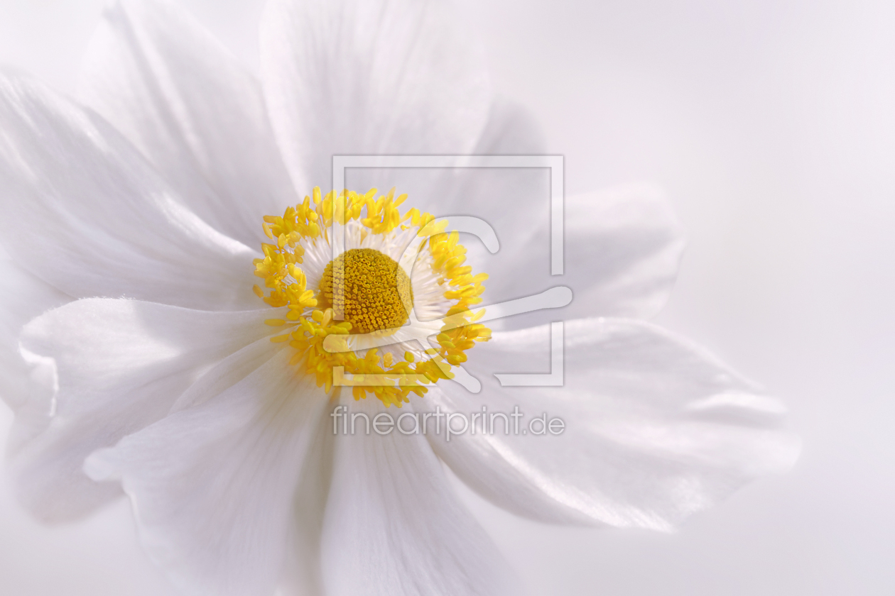 Bild-Nr.: 12918706 Anemone erstellt von Atteloi