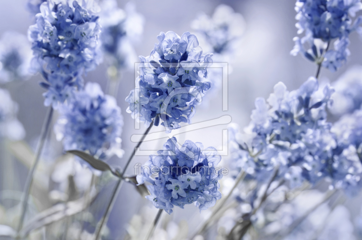 Bild-Nr.: 12919226 Lavendel erstellt von Atteloi