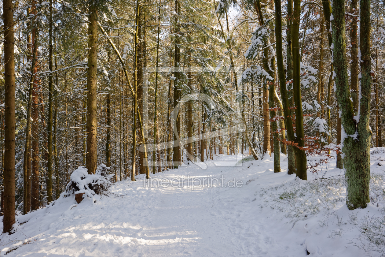 Bild-Nr.: 12919249 Winterwald in der Lüneburger Heide erstellt von Gisela Scheffbuch