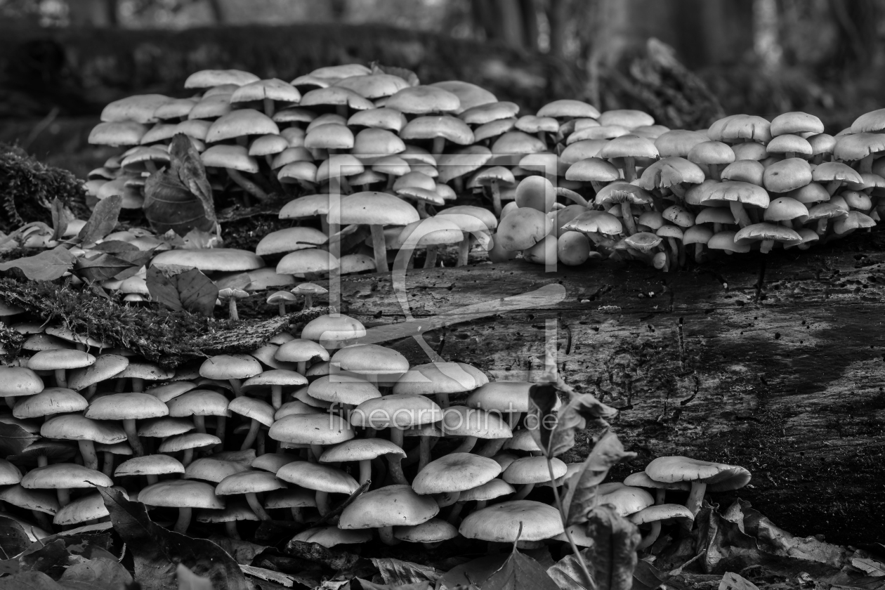 Bild-Nr.: 12919454 Schwefelköpfe in schwarzweiß erstellt von volker heide