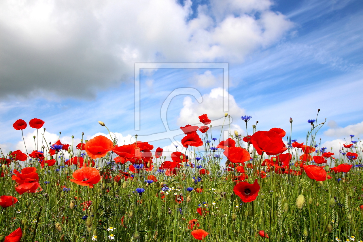 Bild-Nr.: 12919582 Im Sommerfeld erstellt von Ostseestrand