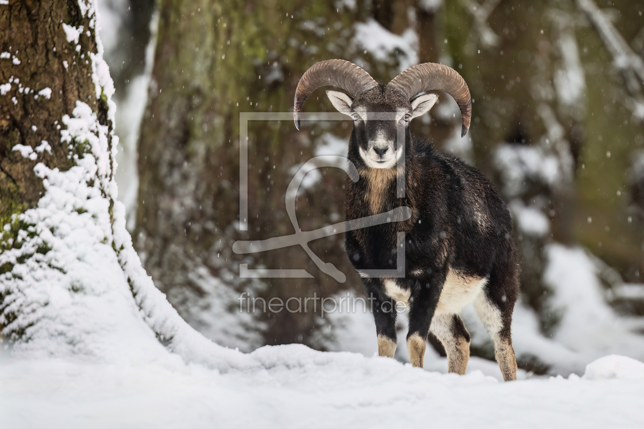 Bild-Nr.: 12920279 Mufflon im Schnee erstellt von Daniela Beyer
