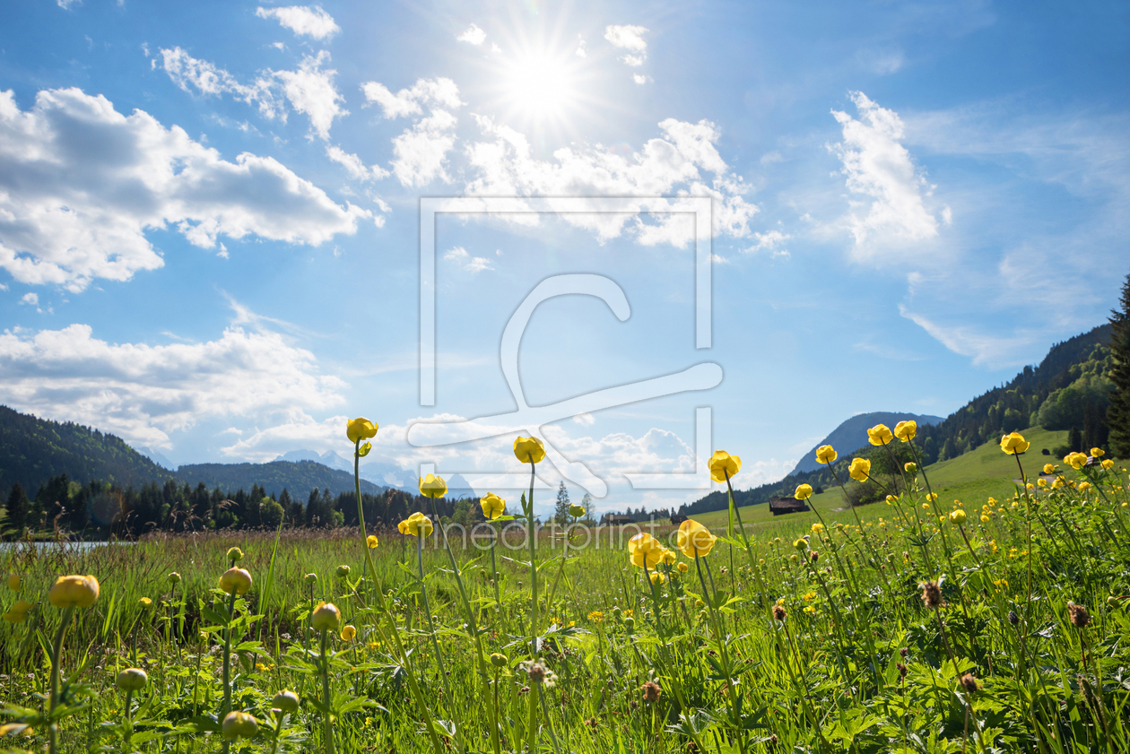 Bild-Nr.: 12920585 Trollblumenwiese mit Frühlingssonne erstellt von SusaZoom
