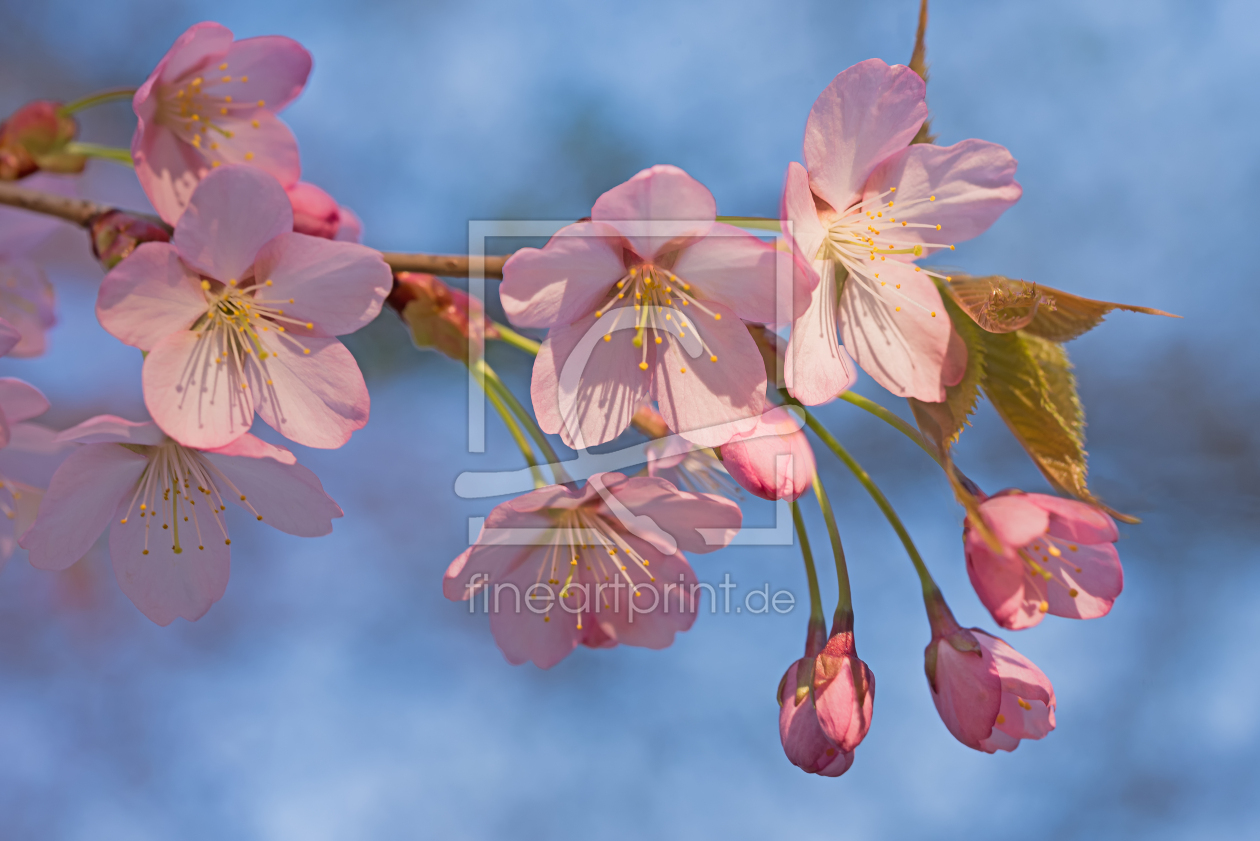 Bild-Nr.: 12920889 Kirschblütenzweig Makro erstellt von SusaZoom