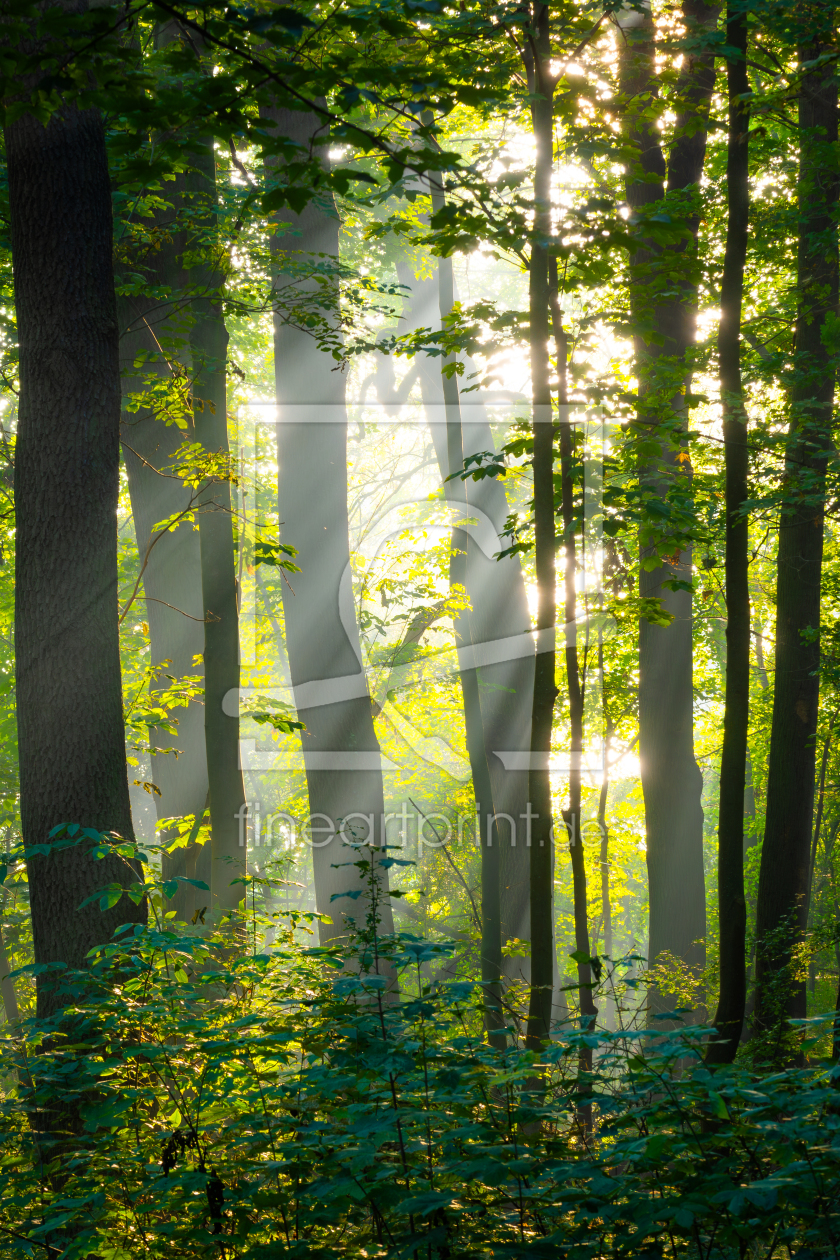Bild-Nr.: 12921518 Sonnenstrahlen im Wald - Dieskauer Park erstellt von Martin Martin Wasilewski