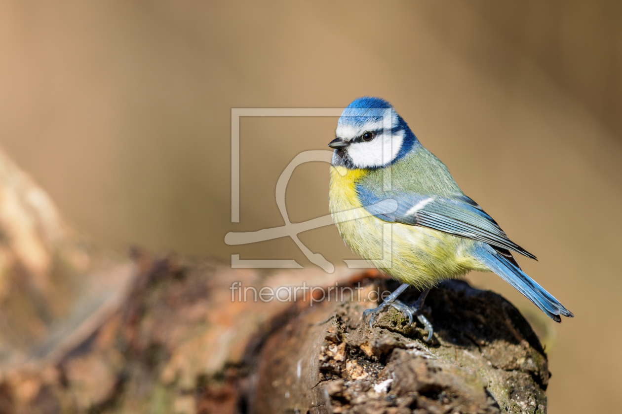 Bild-Nr.: 12921684 Blaumeise erstellt von DirkR