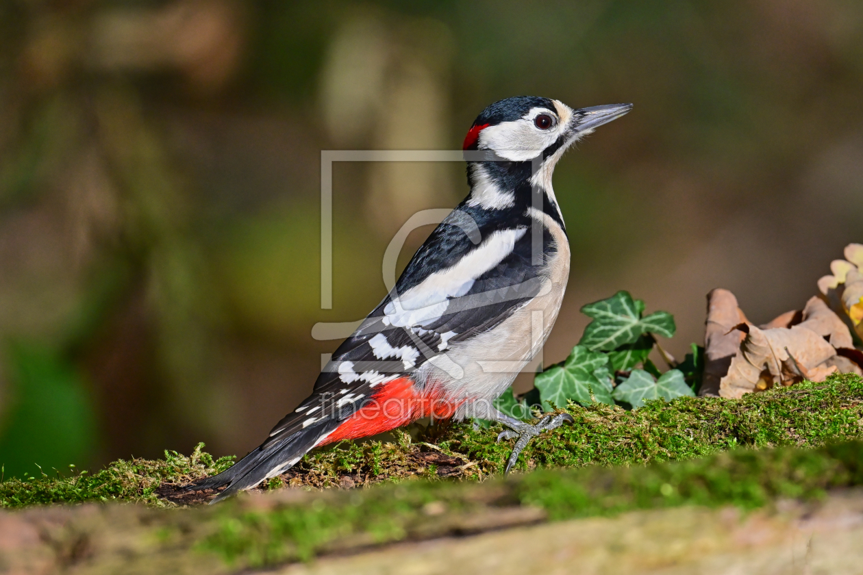 Bild-Nr.: 12921905 Buntspecht  erstellt von falconer59