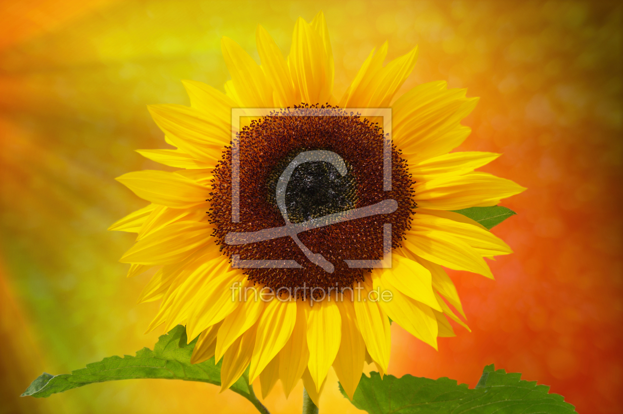 Bild-Nr.: 12922267 Sonnenblume erstellt von Martina Fornal