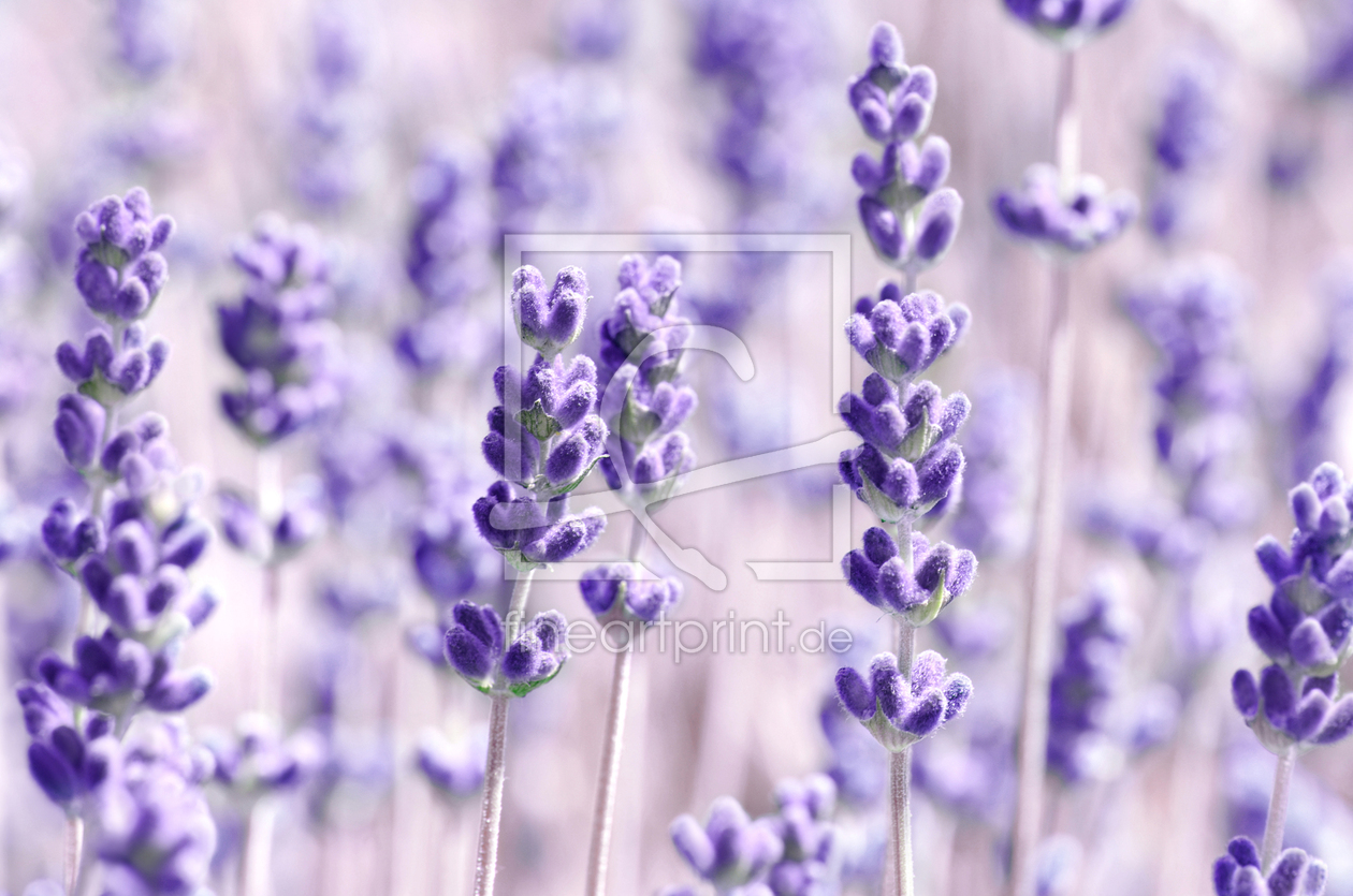 Bild-Nr.: 12922496 Lavendel erstellt von Atteloi
