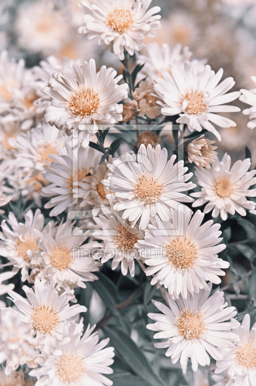 Bild-Nr.: 12922758 Margeriten erstellt von Atteloi