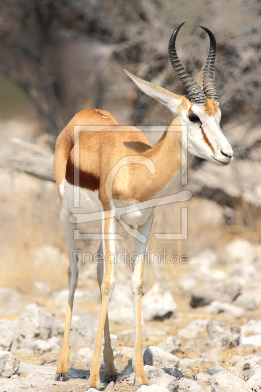 Bild-Nr.: 12922875 Springbock erstellt von DirkR