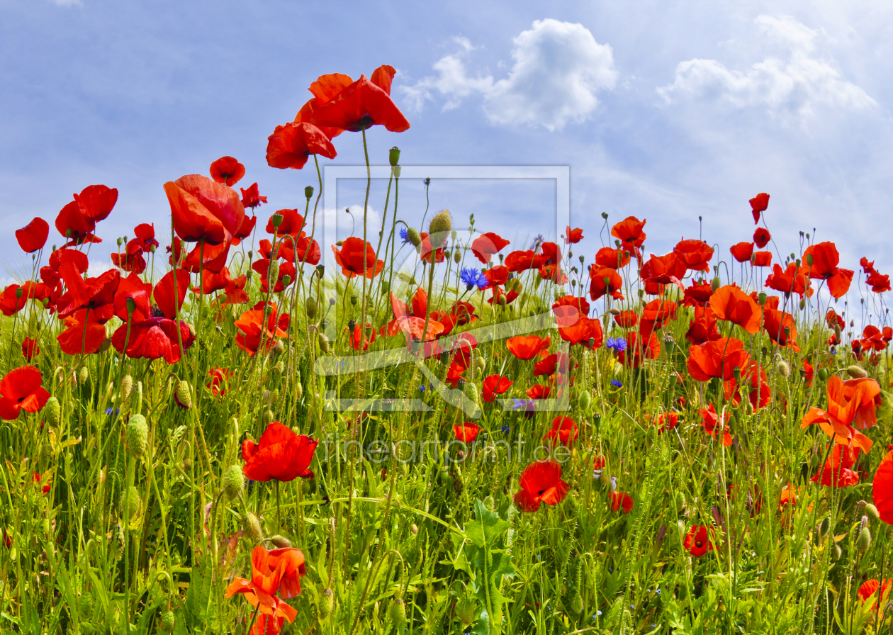 Bild-Nr.: 12923233 Idyllisches Mohnblumenfeld erstellt von Melanie Viola