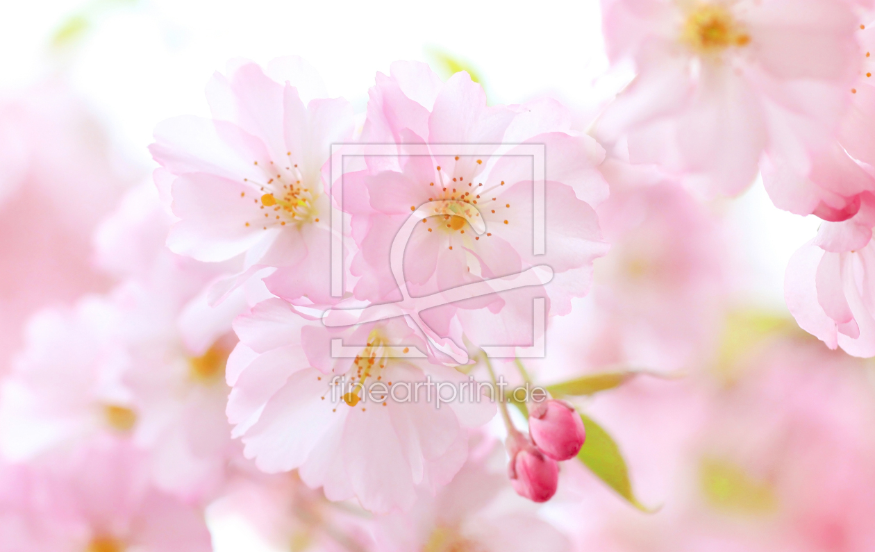 Bild-Nr.: 12923238 zartrosa Kirschblüten erstellt von SusaZoom