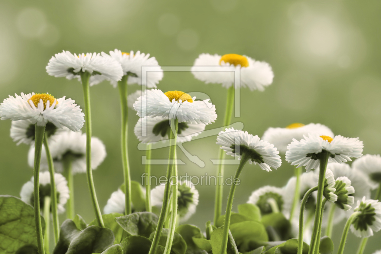 Bild-Nr.: 12923511 Bellis erstellt von Atteloi