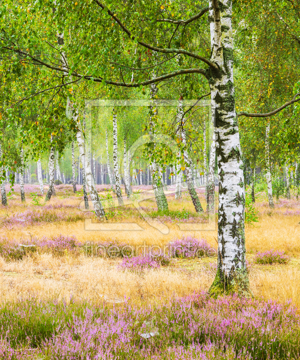 Bild-Nr.: 12923739 Birke zwischen blühender Heide erstellt von Daniela Beyer