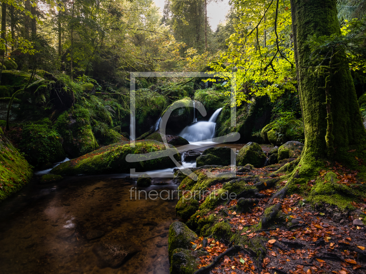 Bild-Nr.: 12924331 Paradise Forest 2 erstellt von Thomas Koch