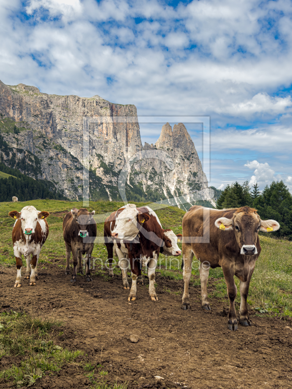 Bild-Nr.: 12924346 Kühe auf der Seiser Alm erstellt von DirkR