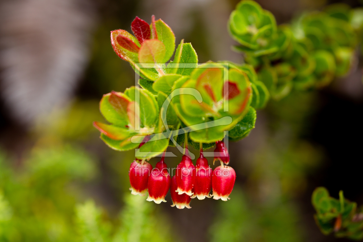 Bild-Nr.: 12924350 Blüten der Ohelo-Beere erstellt von DirkR