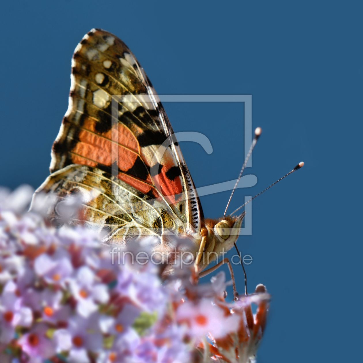 Bild-Nr.: 12925440 Distelfalter erstellt von Atteloi