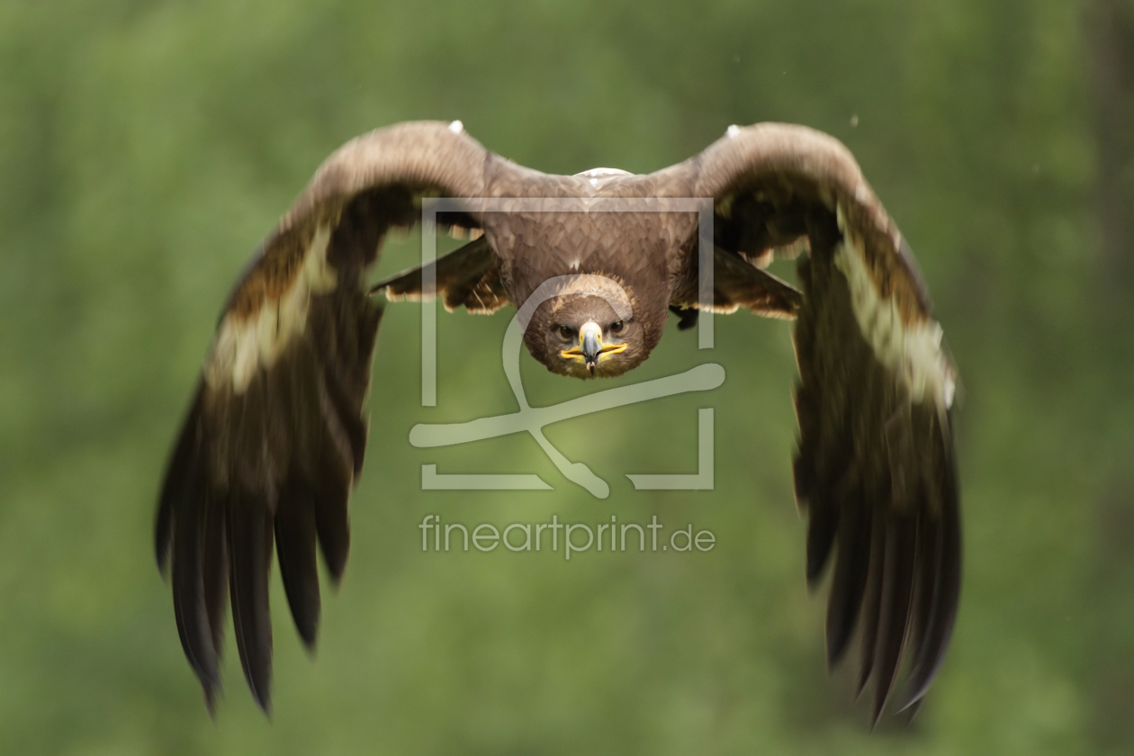 Bild-Nr.: 12925526 Steinadler erstellt von DirkR