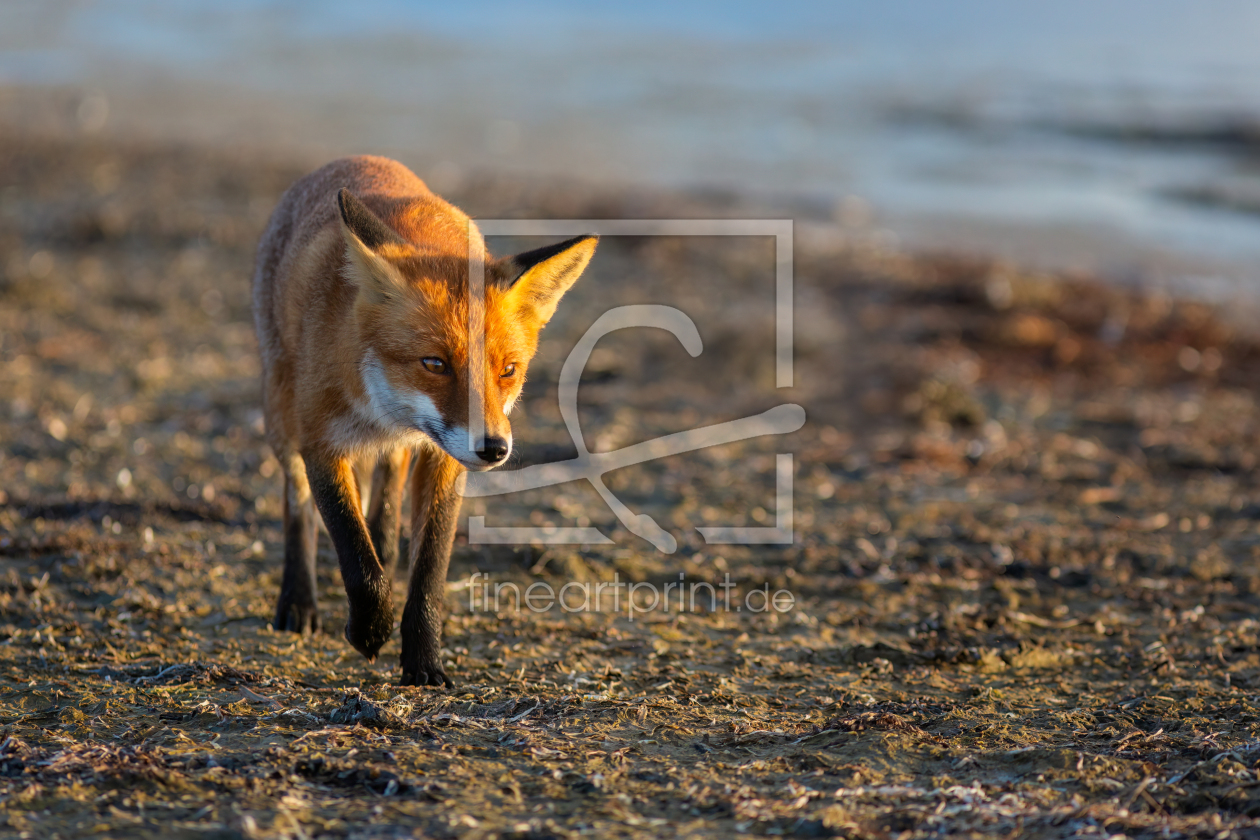 Bild-Nr.: 12926138 Fuchs am Ostseestrand erstellt von Daniela Beyer