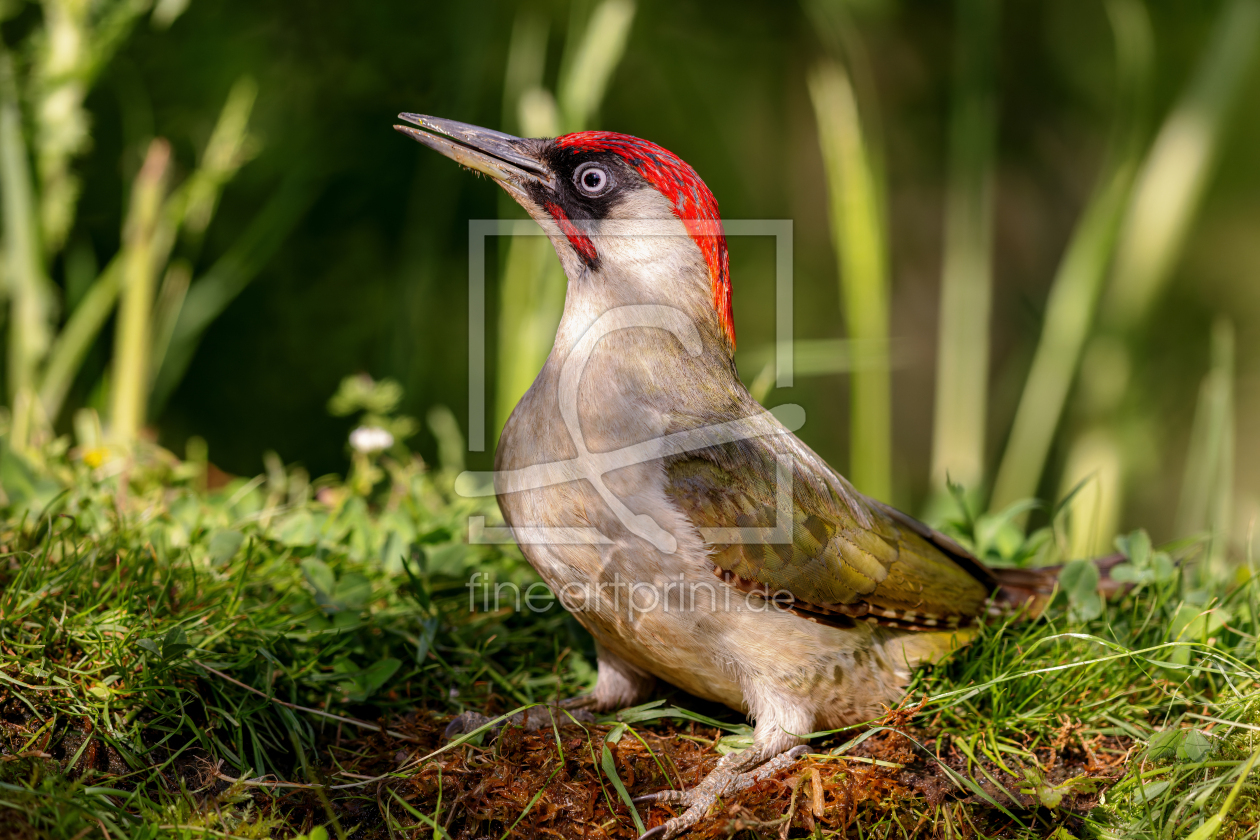 Bild-Nr.: 12926899 Grünspecht erstellt von DirkR