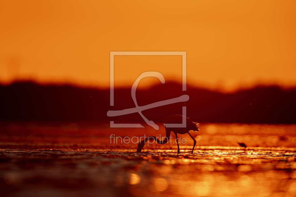 Bild-Nr.: 12927297 Flamingo in der Camargue erstellt von DirkR