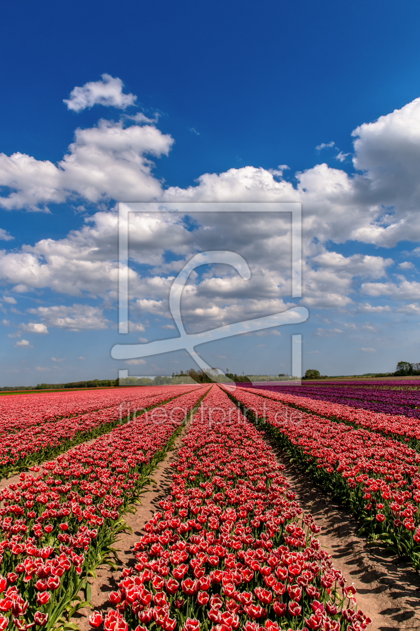 Bild-Nr.: 12927824 Tulpenblüte in Holland erstellt von Achim Thomae