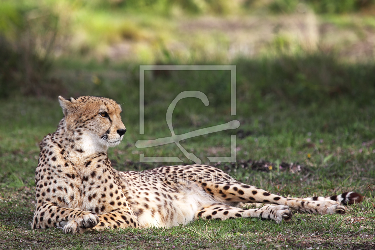 Bild-Nr.: 12928560 Gepard erstellt von DirkR