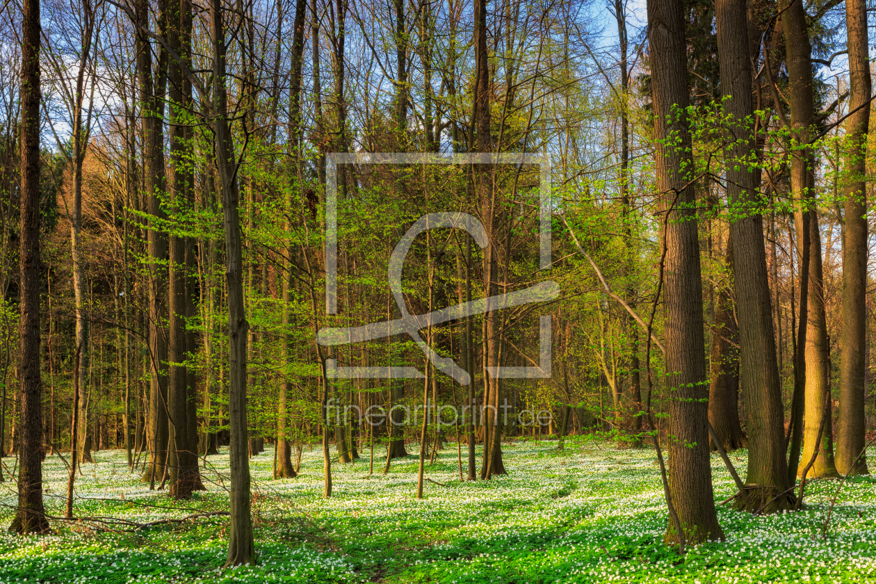 Bild-Nr.: 12928797 Blütenteppich im Frühlingswald erstellt von Daniela Beyer