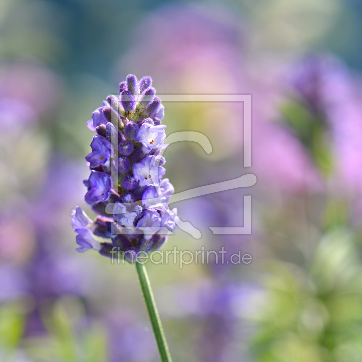 Bild-Nr.: 12930361 Lavendel erstellt von Atteloi