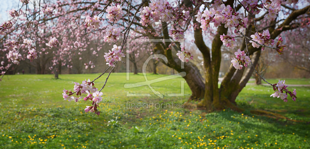 Bild-Nr.: 12930989 blütenkirschbaum erstellt von SusaZoom